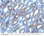 Anti-Interferon gamma (IFNG) Monoclonal Antibody