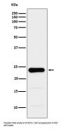 Anti-GST3 / GSTP1 Monoclonal Antibody
