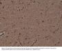 Anti-GST3/GST pi GSTP1 Rabbit Monoclonal Antibody, Clone#RM347