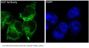 Anti-GST GSTP1 Rabbit Monoclonal Antibody