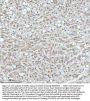 Anti-53BP1 TP53BP1 Rabbit Monoclonal Antibody