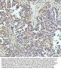 Anti-53BP1 TP53BP1 Rabbit Monoclonal Antibody