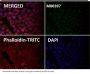 Anti-53BP1 TP53BP1 Rabbit Monoclonal Antibody