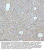 Anti-53BP1 TP53BP1 Rabbit Monoclonal Antibody
