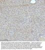 Anti-53BP1 TP53BP1 Rabbit Monoclonal Antibody