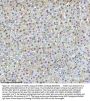 Anti-53BP1 TP53BP1 Rabbit Monoclonal Antibody