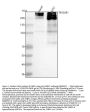 Anti-53BP1 TP53BP1 Rabbit Monoclonal Antibody