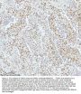 Anti-53BP1 TP53BP1 Rabbit Monoclonal Antibody