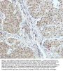 Anti-53BP1 TP53BP1 Rabbit Monoclonal Antibody