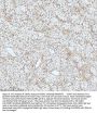 Anti-53BP1 TP53BP1 Rabbit Monoclonal Antibody