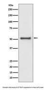 Anti-TRAF2 Rabbit Monoclonal Antibody