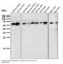 Anti-NOX4 Rabbit Monoclonal Antibody