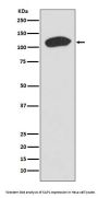 Anti-KAP1 TRIM28 Rabbit Monoclonal Antibody