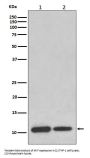 Anti-MIF Rabbit Monoclonal Antibody