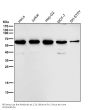 Anti-MMP13 Rabbit Monoclonal Antibody