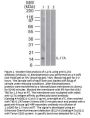 Anti-IL-17A Monoclonal Antibody
