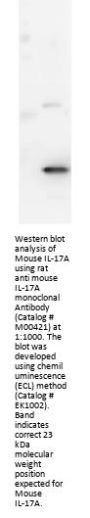 Anti-Mouse IL-17A Monoclonal Antibody