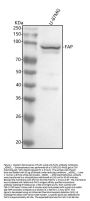 Anti-FAP1 Rabbit Monoclonal Antibody