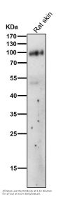 Anti-FAP1 Rabbit Monoclonal Antibody