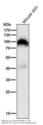 Anti-FAP1 Rabbit Monoclonal Antibody