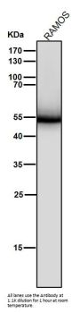 Anti-Lck Monoclonal Antibody