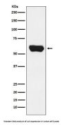Anti-Lck Monoclonal Antibody