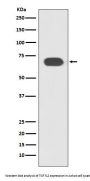 Anti-TCF7L2 Rabbit Monoclonal Antibody