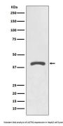 Anti-AGTR2/Angiotensin Ii Type 2 Receptor Rabbit Monoclonal Antibody