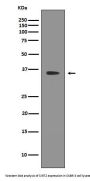 Anti-SIRT2/Sirtuin 2 Rabbit Monoclonal Antibody