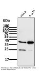 Anti-SIRT2/Sirtuin 2 Rabbit Monoclonal Antibody