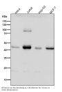 Anti-SIRT2/Sirtuin 2 Rabbit Monoclonal Antibody