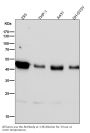 Anti-SIRT2/Sirtuin 2 Rabbit Monoclonal Antibody