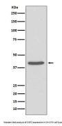 Anti-SIRT2/Sirtuin 2 Rabbit Monoclonal Antibody