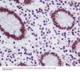 Anti-TOP1/Topoisomerase I Rabbit Monoclonal Antibody
