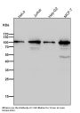 Anti-TOP1/Topoisomerase I Rabbit Monoclonal Antibody