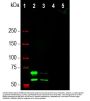 Anti-Lamin A/C LMNA Monoclonal Antibody
