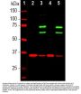 Anti-Lamin A/C LMNA Antibody