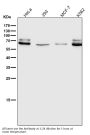 Anti-Lamin A/C LMNA Rabbit Monoclonal Antibody