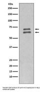 Anti-Lamin A/C LMNA Rabbit Monoclonal Antibody