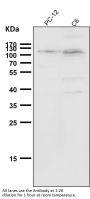Anti-Daxx Rabbit Monoclonal Antibody
