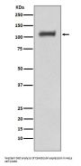 Anti-Daxx Rabbit Monoclonal Antibody
