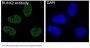 Anti-RUNX2 Monoclonal Antibody