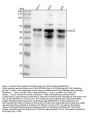 Anti-RUNX2 Monoclonal Antibody