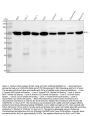 Anti-Raf1 Rabbit Monoclonal Antibody