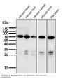 Anti-Raf1 Rabbit Monoclonal Antibody
