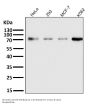 Anti-Raf1 Rabbit Monoclonal Antibody