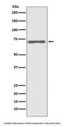 Anti-Raf1 Rabbit Monoclonal Antibody