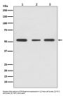 Anti-PPAR gamma Rabbit Monoclonal Antibody