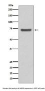 Anti-ABCG2/Bcrp Rabbit Monoclonal Antibody
