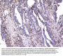 Anti-CD18 ITGB2 Antibody Picoband® (monoclonal, 1A3/2A10)